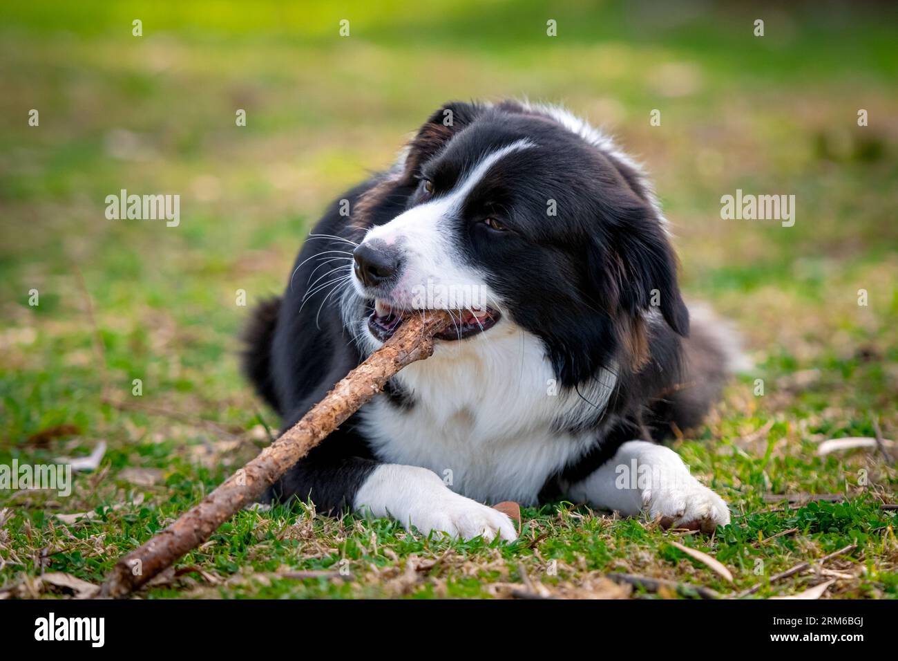 Border Collie cucciolo sdraiato sull'erba del parco e masticando un bastone Foto Stock