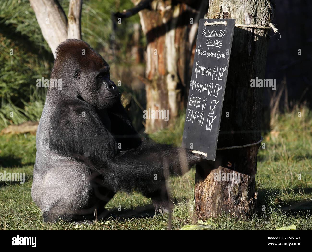 (140102) -- LONDRA, 2 gennaio 2014 (Xinhua) -- Kumbuka, un gorilla di pianura occidentale di silverback, guarda nel Consiglio durante lo stock annuale di animali dello ZSL London Zoo a Londra, in Gran Bretagna, il 2 gennaio 2014. Lo stock annuale dello zoo richiede ai detentori di controllare il numero di ciascuna delle più di 800 specie uniche, compresi invertebrati, uccelli, pesci, mammiferi, rettile e anfibio. Il conteggio obbligatorio è richiesto come parte della licenza dello zoo dello ZSL London Zoo e i risultati sono registrati nel sistema informativo internazionale delle specie (ISIS), dove i dati sono condivisi con gli zoo di tutto il mondo e. Foto Stock