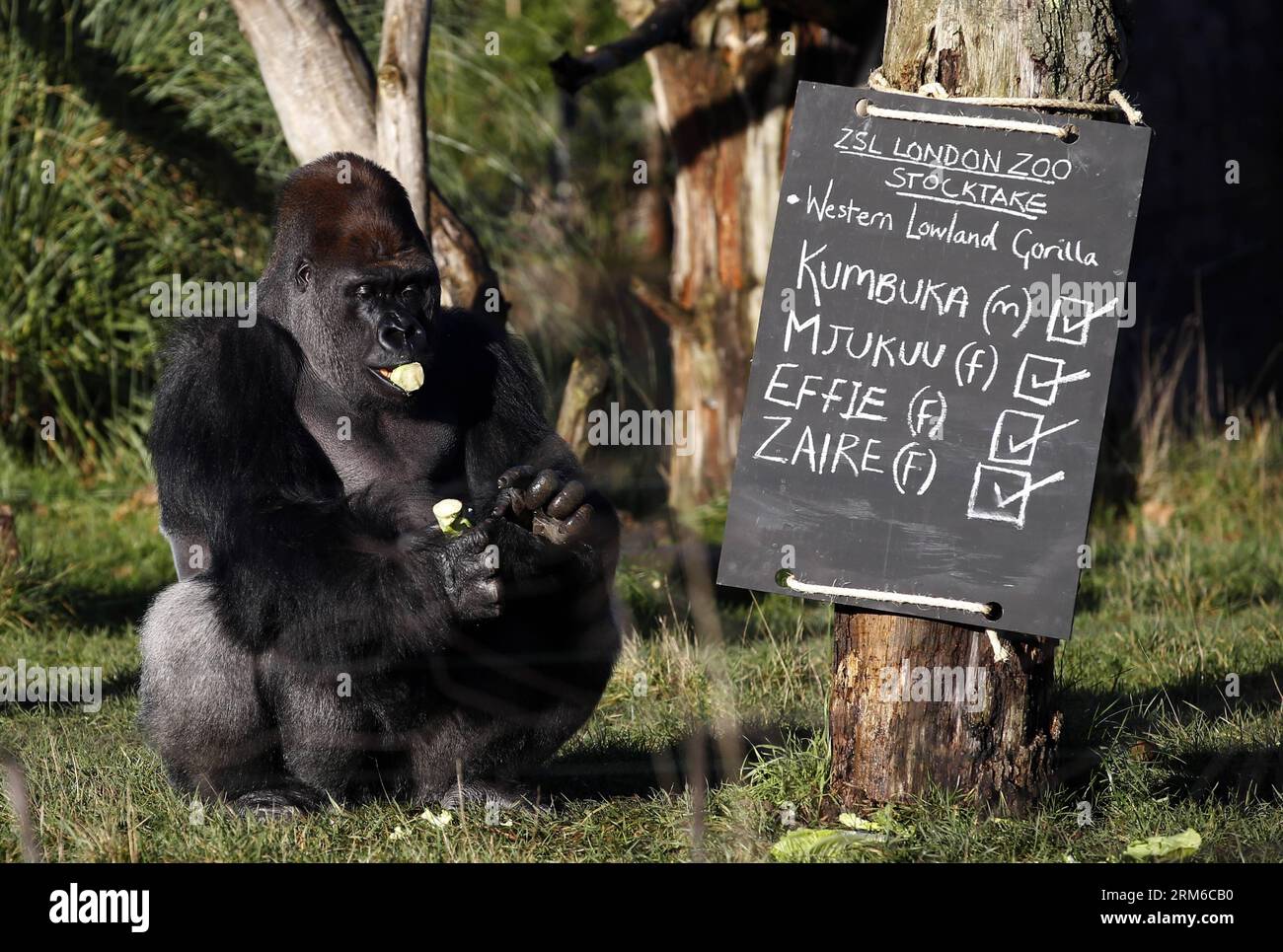 (140102) -- LONDRA, 2 gennaio 2014 (Xinhua) -- Kumbuka, un gorilla di pianura occidentale di silverback mangia accanto al tabellone durante lo stock annuale di animali dello ZSL London Zoo a Londra, in Gran Bretagna, il 2 gennaio 2014. Lo stock annuale dello zoo richiede ai detentori di controllare il numero di ciascuna delle più di 800 specie uniche, compresi invertebrati, uccelli, pesci, mammiferi, rettile e anfibio. Il conteggio obbligatorio è richiesto come parte della licenza dello zoo dello ZSL London Zoo e i risultati vengono registrati nel sistema informativo internazionale sulle specie (ISIS), dove i dati vengono condivisi con gli zoo intorno al Foto Stock