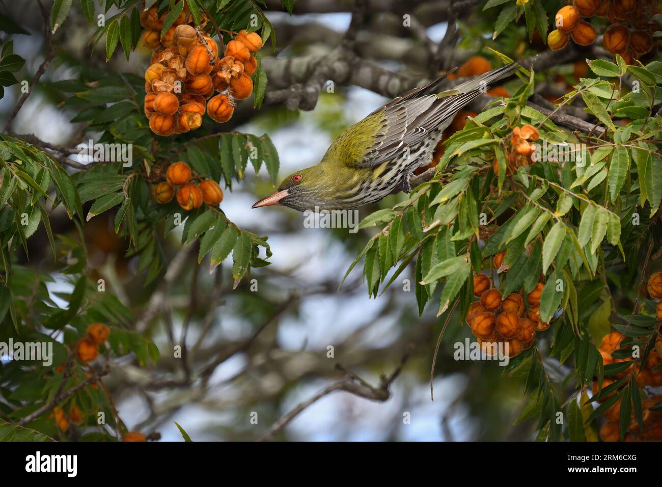 Un uccello australiano ben mimetico Oriole con spalle di olive - Oriolus sagittatus - alla ricerca di cibo in folte foglie colorate, con spazio per le copie Foto Stock