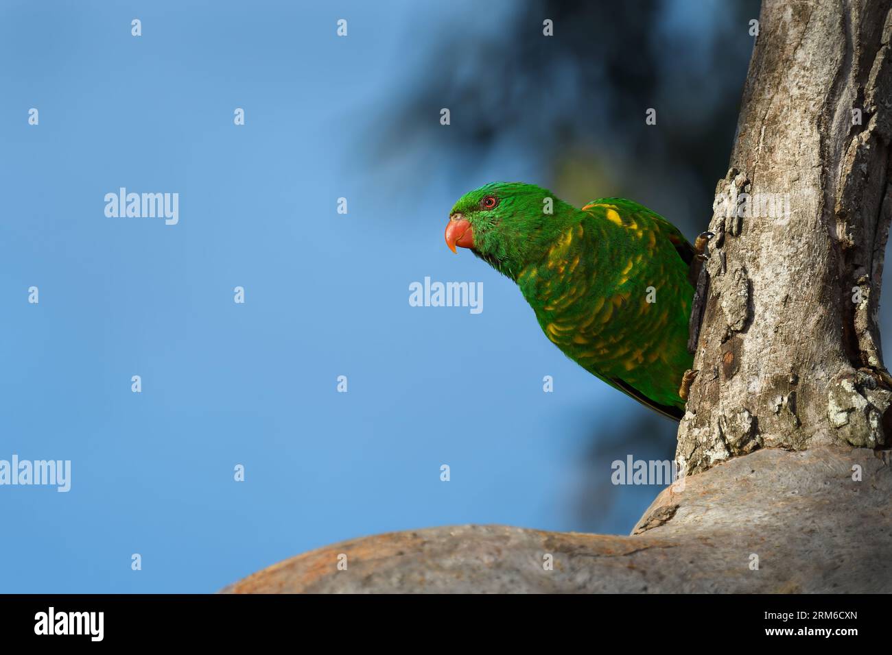 Adulto australiano Lorikeet dal petto di scalpello - Trichoglossus chlorolepidotus - uccello che si trova sul lato di un albero di gomma di eucalipto che sovrasta la zona Foto Stock