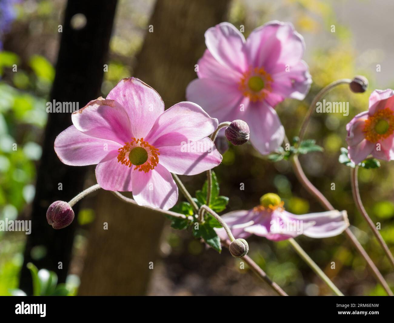 fiori a vento giapponesi, anemone hupehensis, fiori e gemme rosa, traslucidi al sole Foto Stock