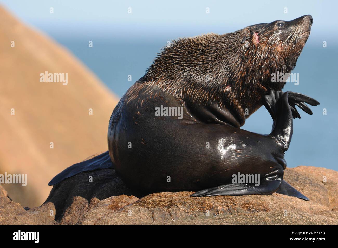 (140111) -- CABO POLONIO, 10 gennaio 2014 (Xinhua) -- Un leone marino riposa di fronte al faro di Cabo Polonio, nel dipartimento di Rocha, a 280 km da Montevideo, capitale dell'Uruguay, il 10 gennaio 2014. L'Uruguay ospita le più grandi colonie di leoni marini del mondo in alcuni punti delle sue spiagge ed è molto attraente per il turismo ecologico. Si calcola che la popolazione aumenti anno dopo anno con la nascita di più di 35.000 cuccioli di leoni marini. (Xinhua/Nicolas Celaya) (rt) (fnc) URUGUAY-CABO POLONIO-ENVIRONMENT-FAUNA PUBLICATIONxNOTxINxCHN Cabo Polonio 10 gennaio 2014 riposa XINHUA a Sea Lion Foto Stock