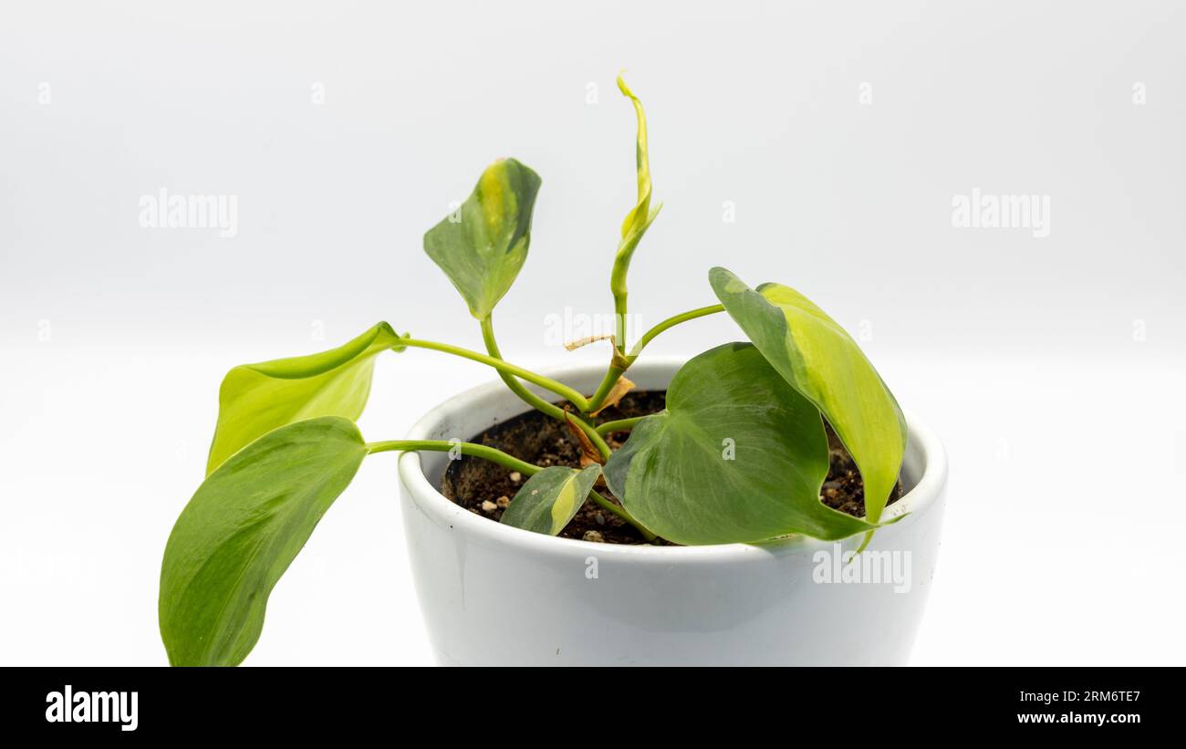 Primo piano di una foglia filodendro a forma di cuore brasil variegata pianta in vaso su uno sfondo bianco isolato Foto Stock