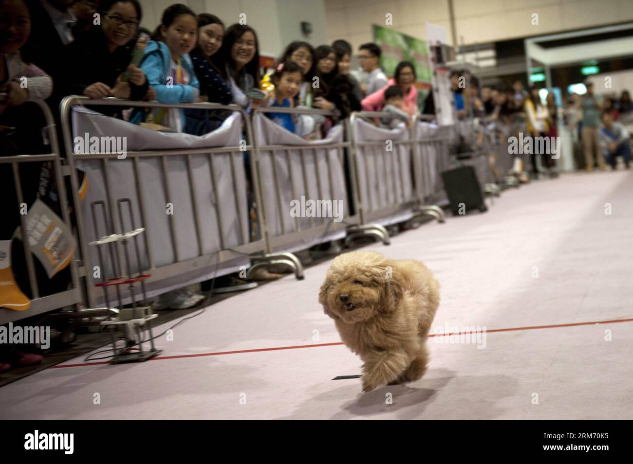 (140207) -- HONG KONG, 7 febbraio 2014 (Xinhua) -- Un cane corre in una gara all'Hong Kong PET Festival 2014 a Hong Kong, Cina meridionale, 7 febbraio 2014. Il 2014 Hong Kong PET Festival ha avuto inizio venerdì, attirando 120 espositori da casa e dall'estero. (Xinhua/lui Siu Wai) (zgp) CHINA-HONG KONG-PET FESTIVAL (CN) PUBLICATIONxNOTxINxCHN Hong Kong 7 febbraio 2014 XINHUA a Dog corre in una gara ALL'Hong Kong PET Festival 2014 a Hong Kong, Cina meridionale, 7 febbraio 2014 venerdì è iniziato IL Hong Kong PET Festival 2014, che ha attirato 120 espositori da casa e dall'estero XINHUA lui Siu Wai zgp China Hong Kong PET Fest Foto Stock