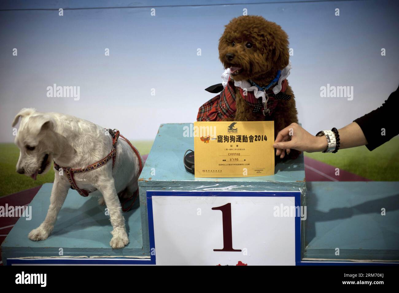(140207) -- HONG KONG, 7 febbraio 2014 (Xinhua) -- i vincitori dei cani si esibiscono per le foto su un podio all'Hong Kong PET Festival 2014 a Hong Kong, Cina meridionale, 7 febbraio 2014. Il 2014 Hong Kong PET Festival ha avuto inizio venerdì, attirando 120 espositori da casa e dall'estero. (Xinhua/lui Siu Wai) (zgp) CHINA-HONG KONG-PET FESTIVAL (CN) PUBLICATIONxNOTxINxCHN Hong Kong 7 febbraio 2014 i vincitori di XINHUA Dog posano per le foto AL 2014 Hong Kong PET Festival di Hong Kong 7 febbraio 2014 il 2014 Hong Kong PET Festival è iniziato venerdì, attirando 120 espositori da casa e all'estero, XINHUA Lu Foto Stock