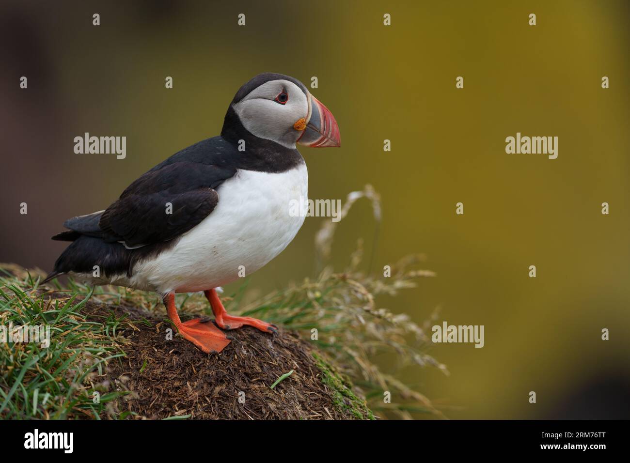 Puffin in piedi sulle scogliere di una grande colonia, Eastfjords, Islanda Foto Stock