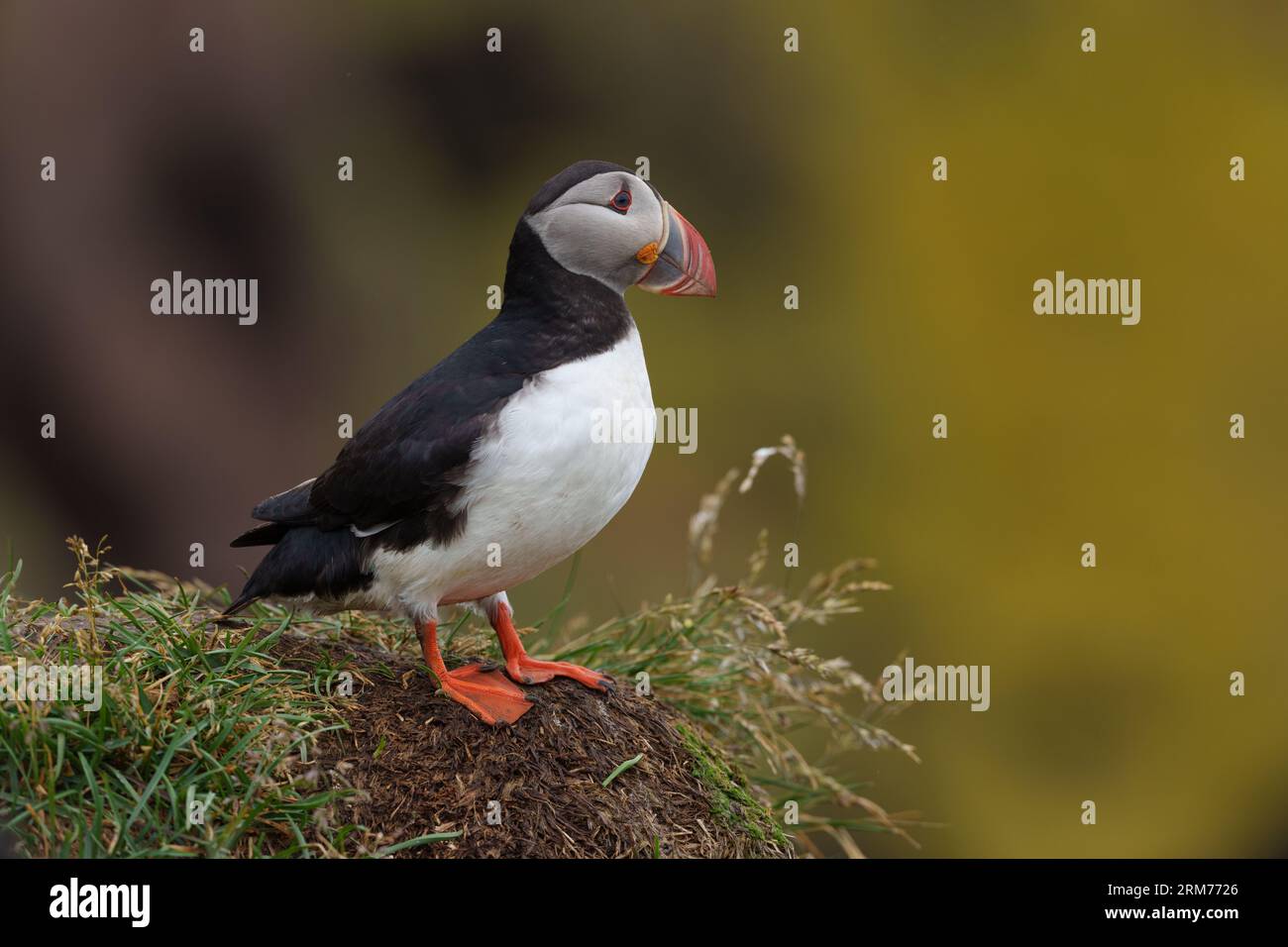 Puffin in piedi sulle scogliere di una grande colonia, Eastfjords, Islanda Foto Stock