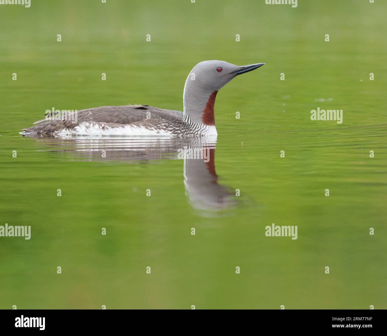 Tuffatore dalla gola rossa, lombo dalla gola rossa, piscina con riflessi Foto Stock