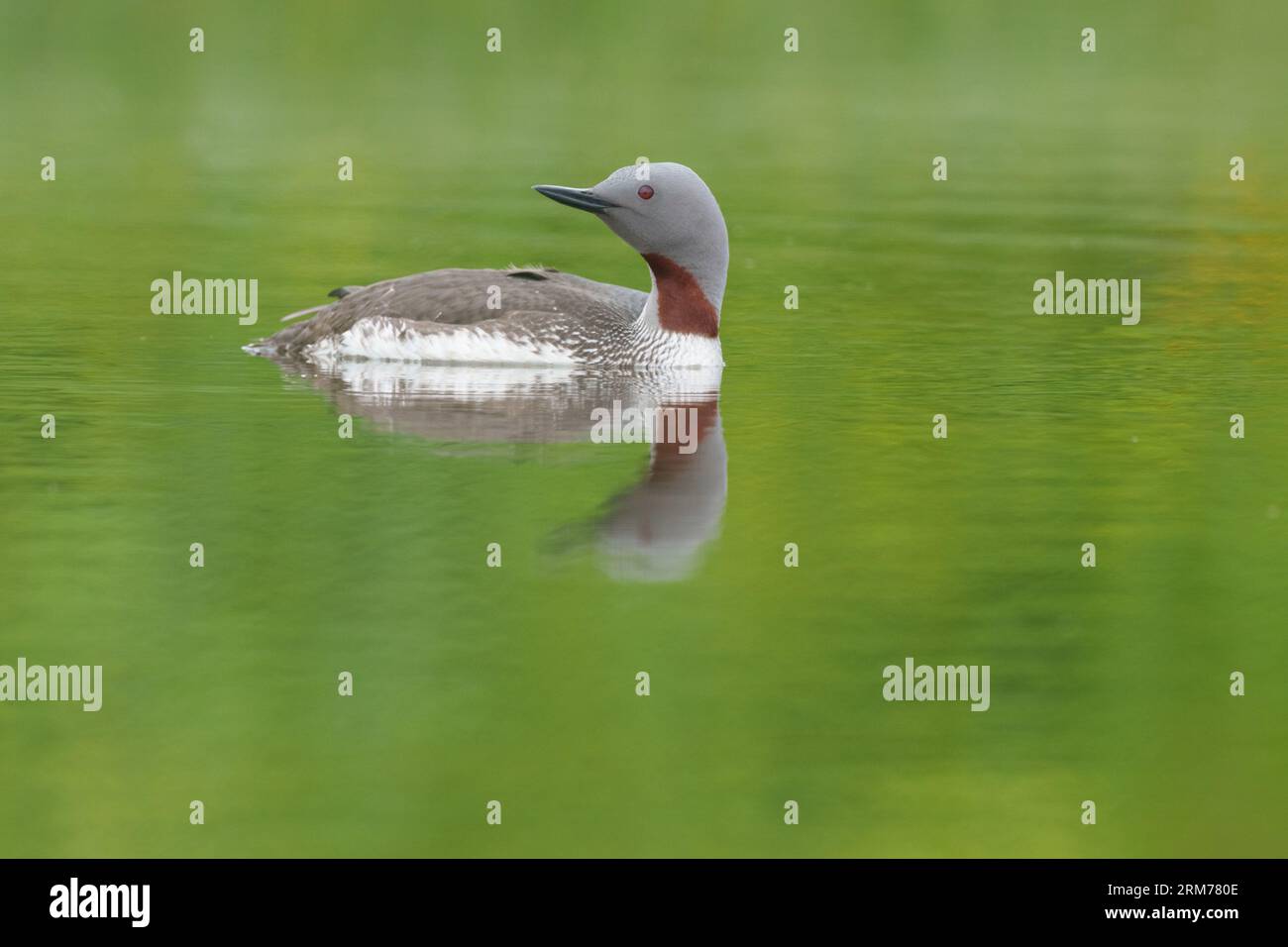 Tuffatore dalla gola rossa, lombo dalla gola rossa, piscina con riflessi Foto Stock
