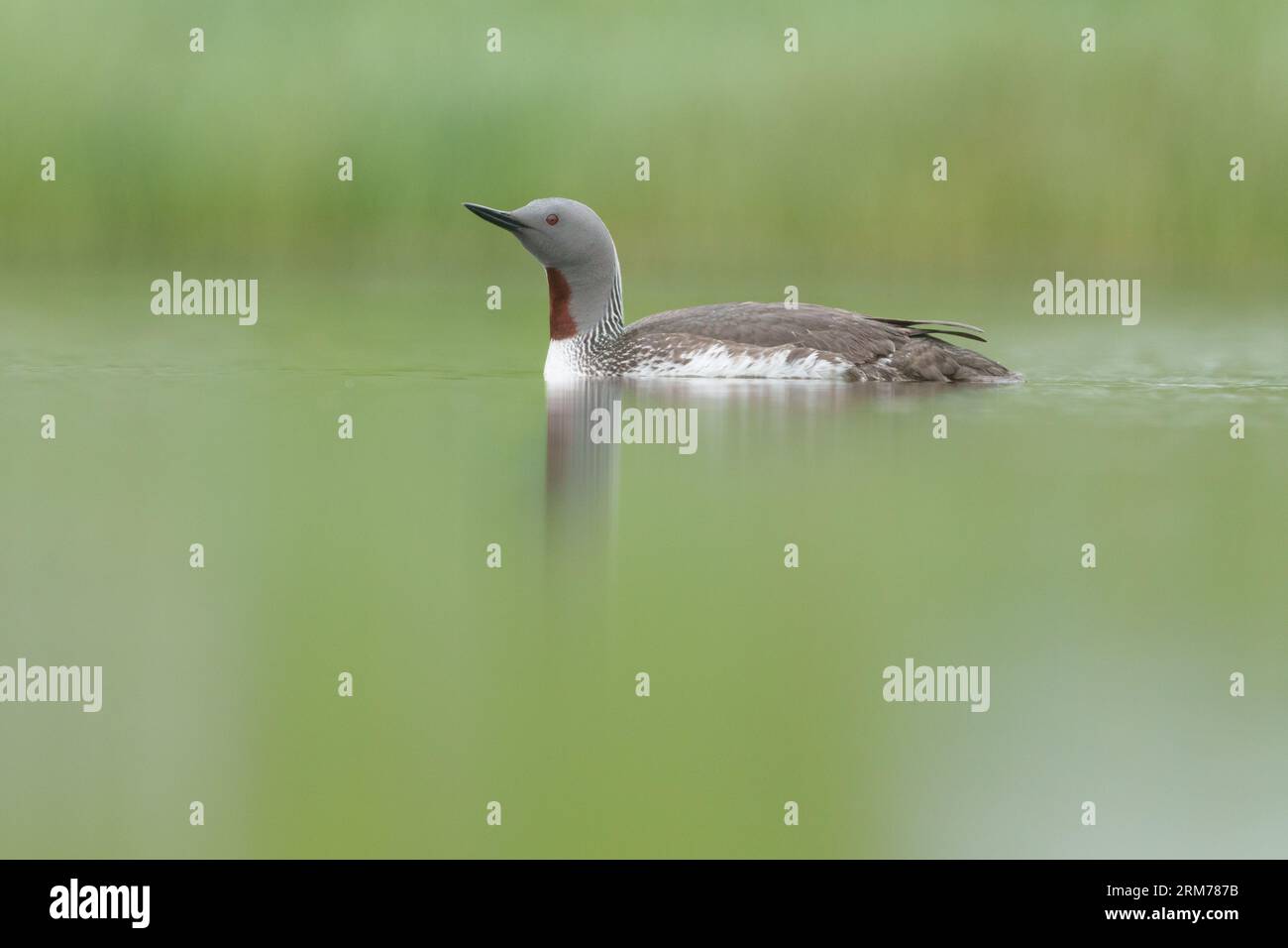 Tuffatore dalla gola rossa, lombo dalla gola rossa, piscina con riflessi Foto Stock