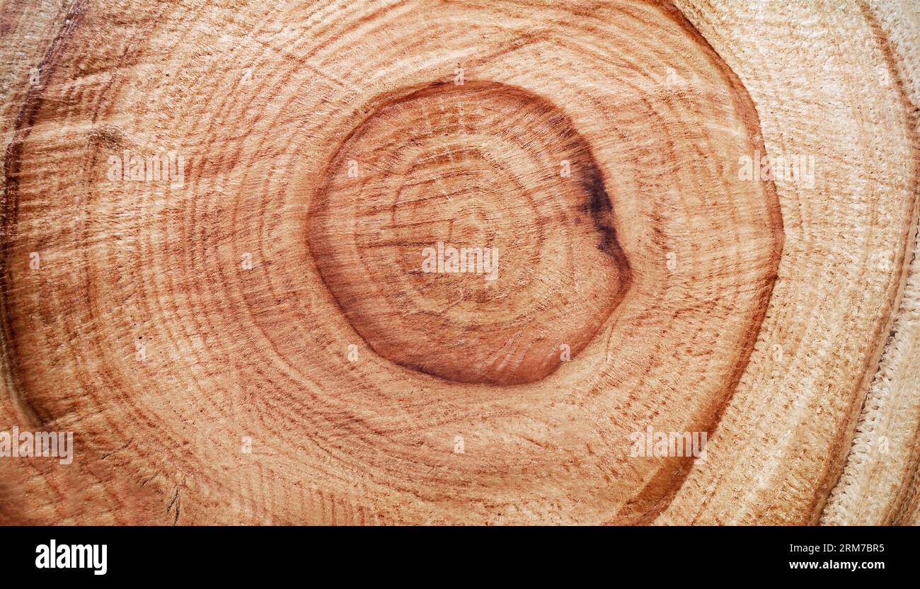 Struttura in legno con forme arrotondate. Foto scattata con luce naturale. Ginepro, ciliegio, melo e prugna sezionati. Foto Stock