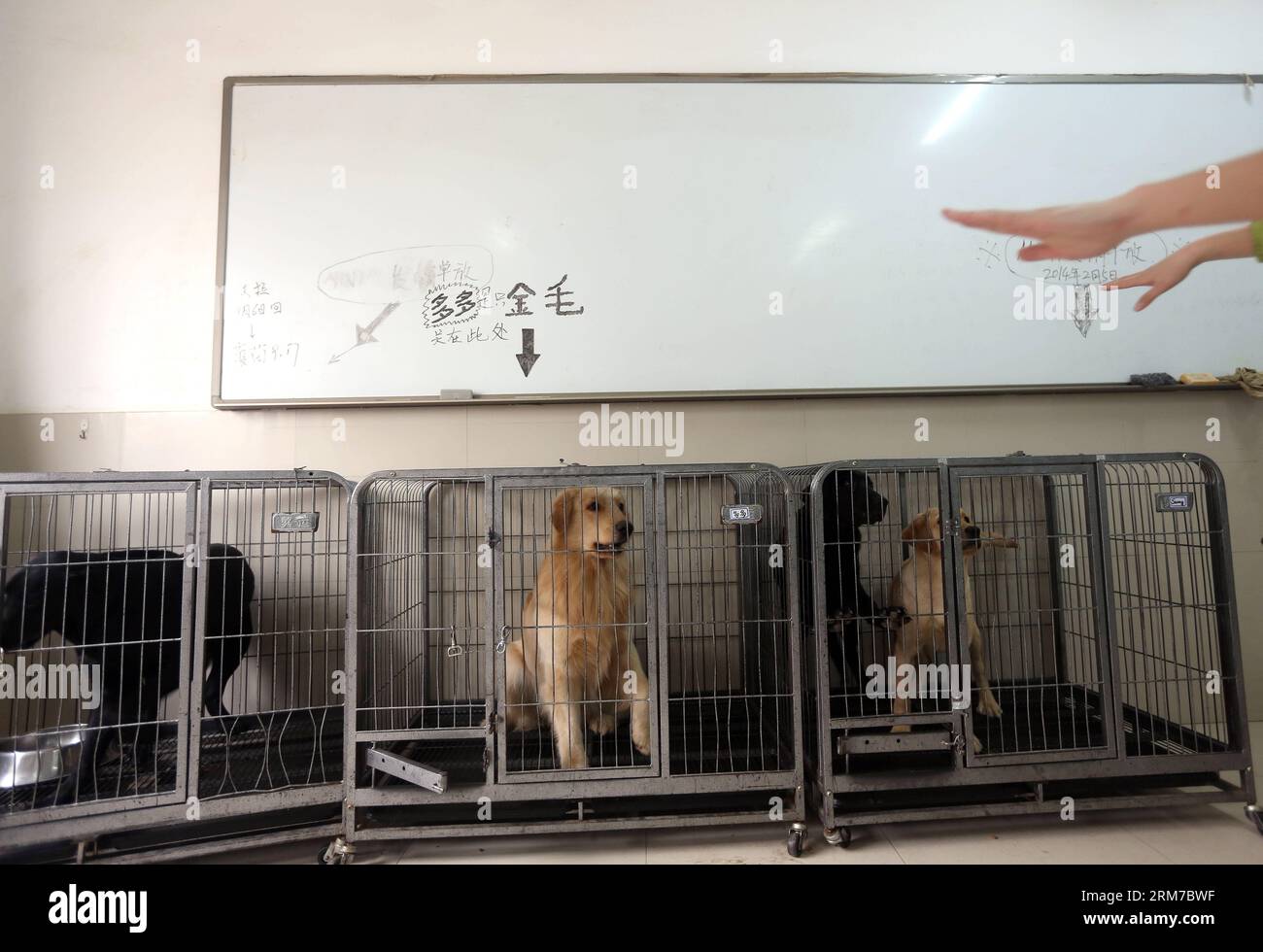 Un addestratore lascia calmare i cani prima di pranzare a Dalian, nella provincia di Liaoning della Cina nordorientale, 22 febbraio 2014. Il China Guide Dog Training Center, fondato nel maggio 2005, è il primo istituto di addestramento per cani da vista senza scopo di lucro della Cina. Sessantasette cani si sono diplomati dal centro e hanno lavorato per i non vedenti. 54 cani ricevono addestramento da 22 membri del personale e altri 35 cuccioli vengono promossi qui. La formazione degli oculari è un sistema dispendioso in termini di tempo e denaro, pertanto l'organizzazione no-profit sta lottando in una situazione di difficoltà. Molti formatori hanno lasciato il loro lavoro a causa di Foto Stock