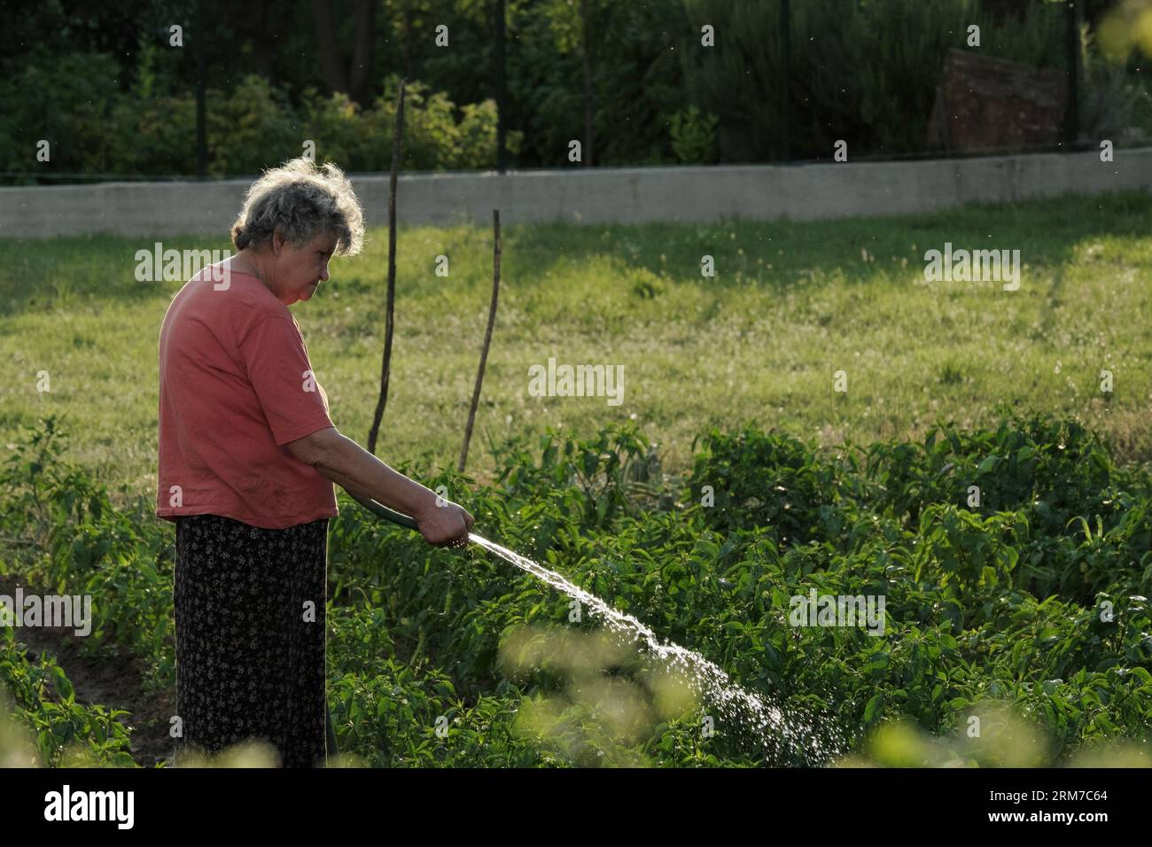 Donna anziana che annaffiava l'orto al tramonto, Trebinje, Bosnia ed Erzegovina Foto Stock