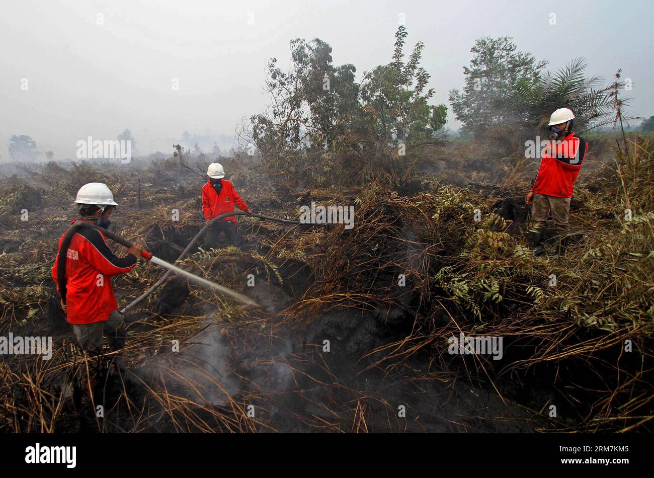 (140307) -- RIAU, 7 marzo 2014 (Xinhua) -- i vigili del fuoco spengono l'incendio boschivo nella provincia di Riau, Indonesia, 7 marzo 2014. Il numero di persone che hanno problemi respiratori sale a oltre 30.000 al momento da oltre 20.000 a metà del mese scorso quando lo smog denso ha colpito Riau dell'isola di Sumatra da febbraio, ha detto ufficiale il 4 marzo. (Xinhua/Chicarito) INDONESIA-RIAU-FOREST FIRE PUBLICATIONxNOTxINxCHN Riau 7 marzo 2014 XINHUA vigili del fuoco estintore l'incendio forestale nella provincia di Riau Indonesia 7 marzo 2014 il numero di celebrità che hanno problemi respiratori scalano fino a oltre 30 000 A Presen Foto Stock