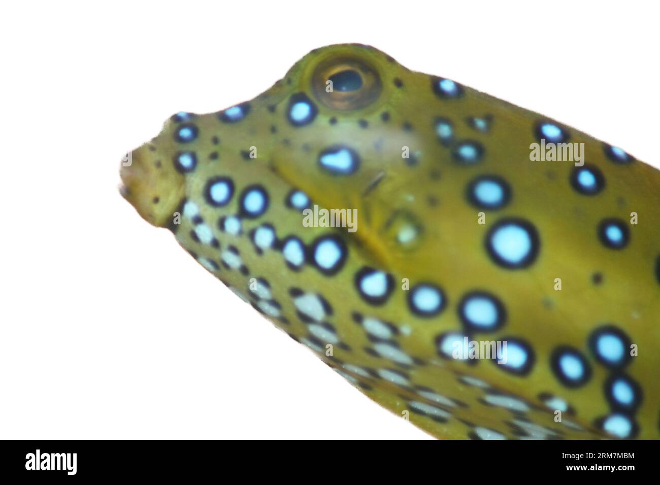 Un ritratto di un marrone giallo boxfish (Ostracion cubicus) Foto Stock