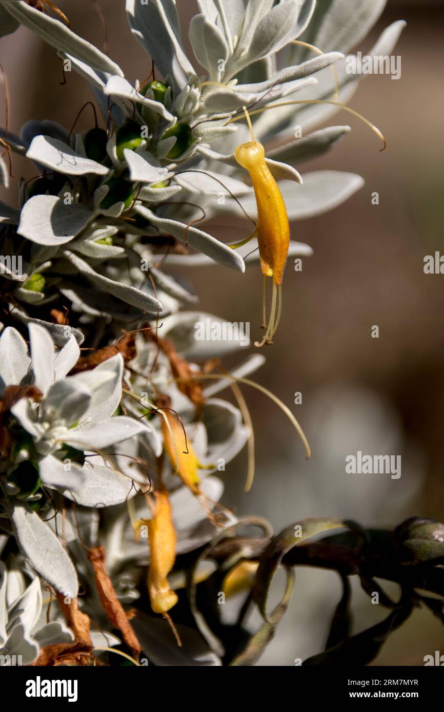 Foglie verdi-grigie, fiori gialli di Wesr Australian Eremophila glabra, tappeto Kalbarri, nel giardino del Queensland in inverno. Copertura a terra, attrae gli uccelli. Foto Stock