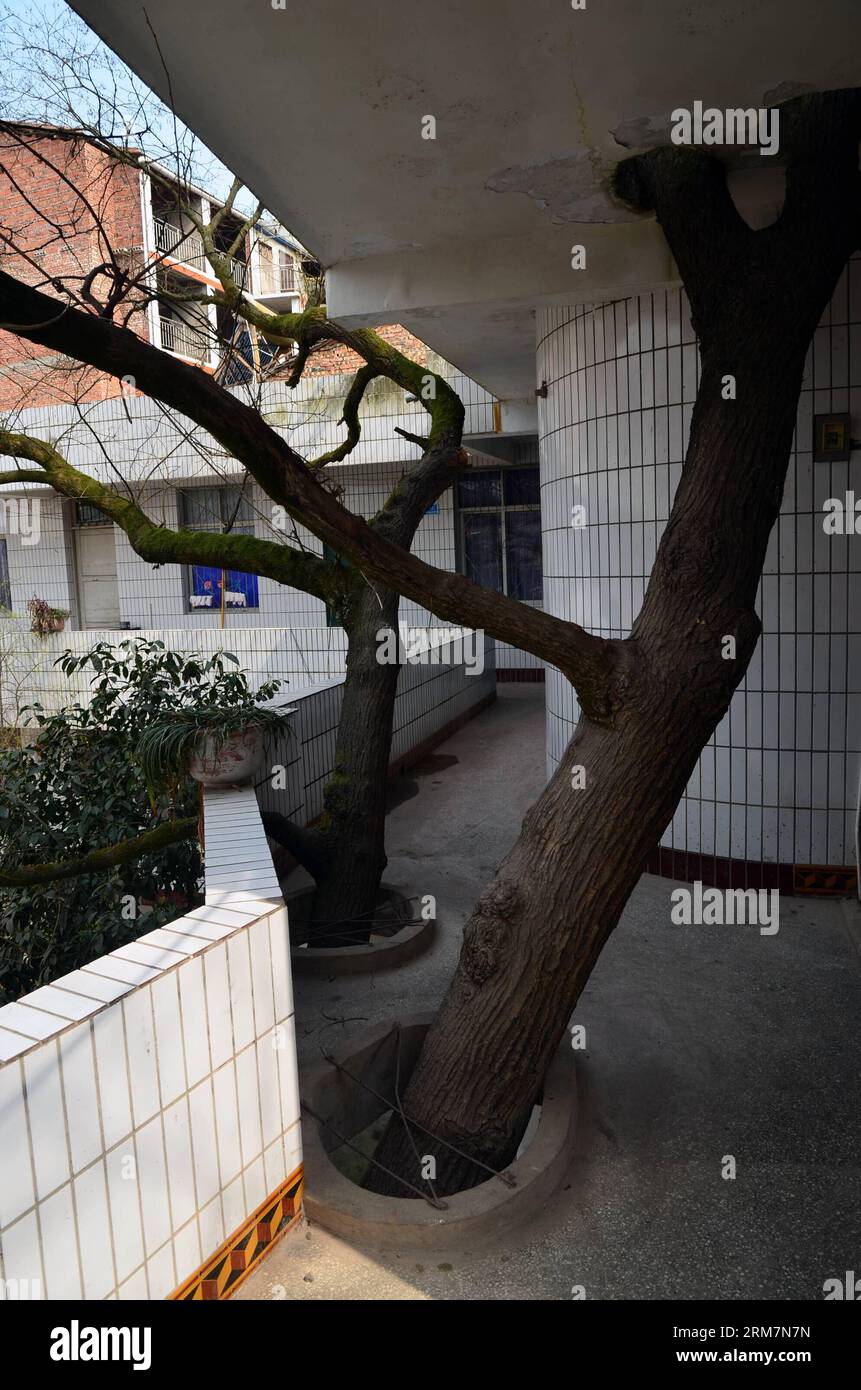 (140310) -- DAZHOU, 10 marzo 2014 (Xinhua) -- foto scattata il 10 marzo 2014 mostra vecchi alberi che crescono nella costruzione di un ospedale nella contea di Beishan del distretto di Tongchuan nella città di Dazhou, nella provincia del Sichuan della Cina sud-occidentale. Lo spettacolo è apparso qui come un ospedale doveva essere costruito dove crescono tre vecchi alberi. È stato lasciato abbastanza spazio per la crescita di vecchi alberi al fine di proteggerli durante la costruzione degli edifici, ha detto il direttore dell'ospedale. (Xinhua/Zhang Ji) (mt) CHINA-SICHUAN-DAZHOU-OLD TREE-PRODUCTION (CN) PUBLICATIONxNOTxINxCHN Dazhou 10 marzo 2014 XINHUA foto scattata SU ma Foto Stock