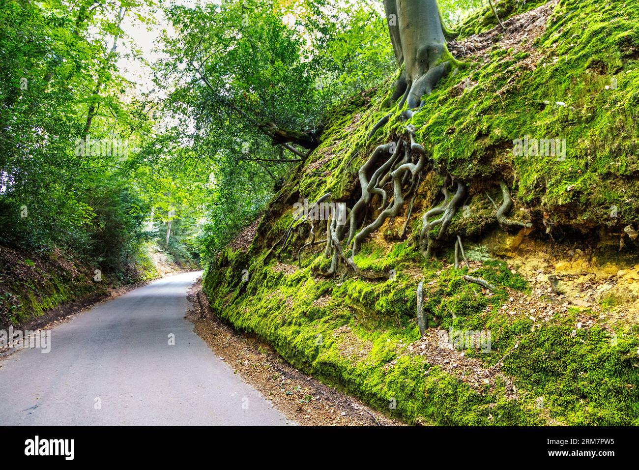 Strada sommersa con radici di alberi che si manifestano sul lato delle colline del Surrey vicino a Farnham, in Inghilterra Foto Stock