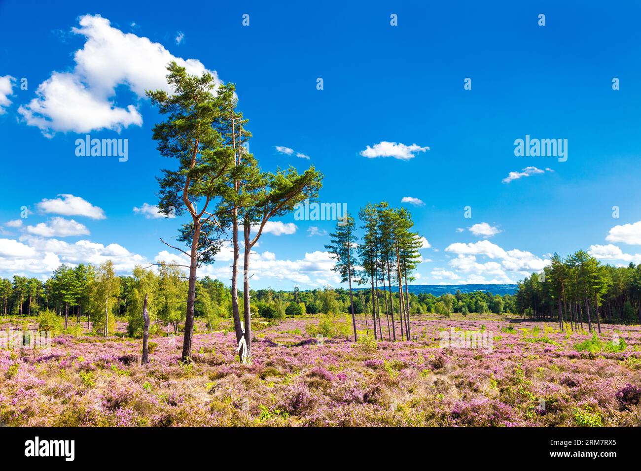 Heathland presso la Farnham Heath Nature Reserve, Surrey, Inghilterra Foto Stock