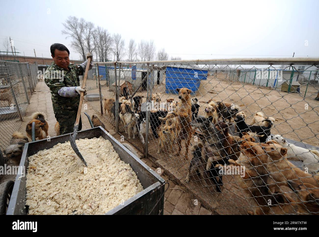 (140319) -- TAIYUAN, (Xinhua) -- Un lavoratore nutre i cani in un rifugio per cani randagi a Taiyuan, capitale della provincia dello Shanxi della Cina settentrionale, 18 marzo 2014. Il rifugio ospitava circa 300 cani randagi quando fu fondato dagli amanti dei cani nel 2011. Tuttavia, sta affrontando delle difficoltà in quanto il numero di randagi è in costante aumento. Di gran lunga, oltre 2.000 cani sono ospitati nel rifugio. Budget ristretti per l'assistenza sanitaria, la panterina e il cibo per cani stanno facendo pressione sul proprietario per trovare una soluzione. Attraverso strumenti di social media come Weibo e Wechat, un popolare servizio di messaggistica istantanea in Cina, il rifugio cerca il sup sociale Foto Stock