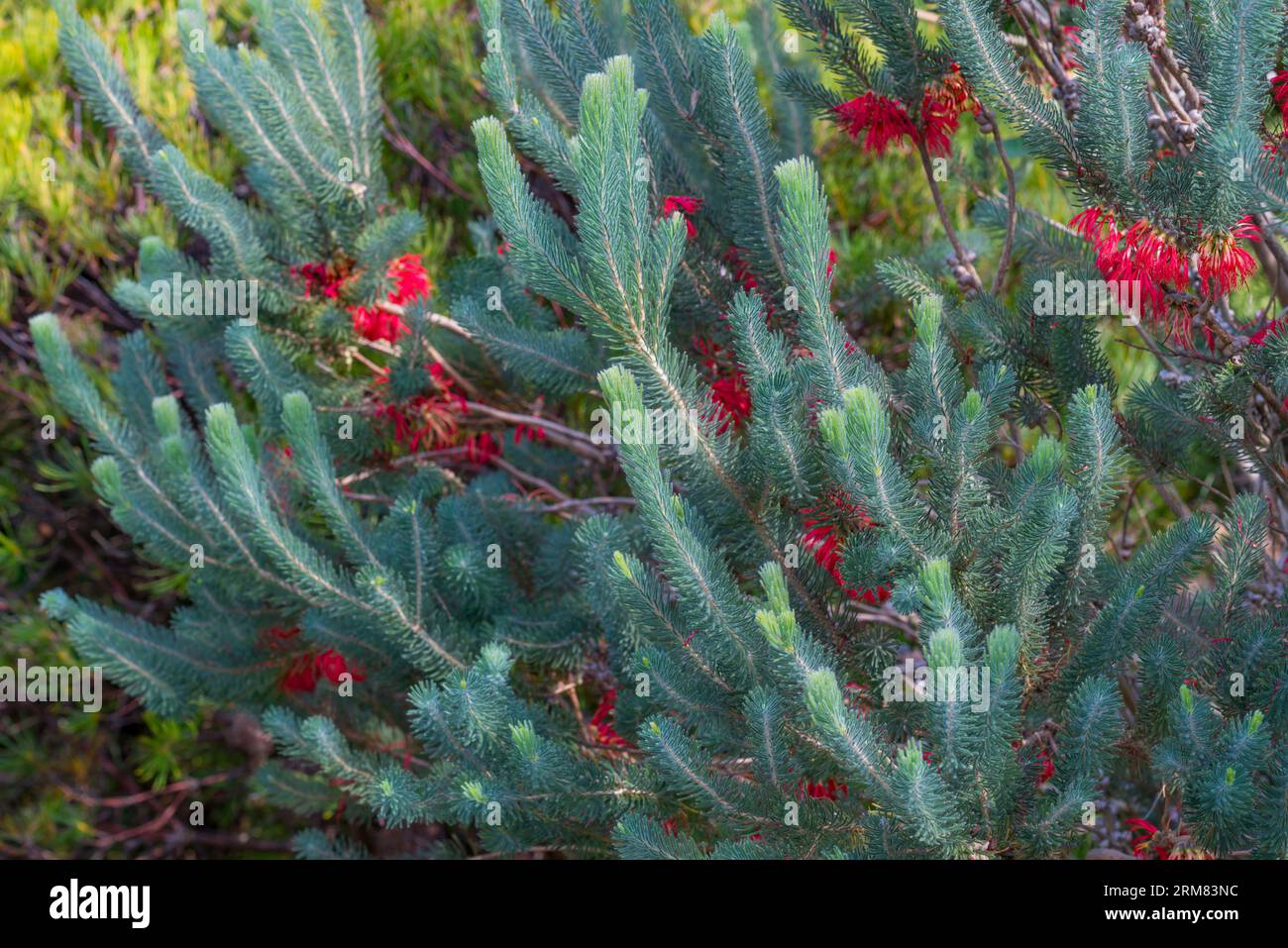 One Sided Bottlebrush o Common Net Bush (Calothamnus quadrifidus) è un arbusto nativo australiano presente naturalmente nel sud-ovest dell'Aust occidentale Foto Stock