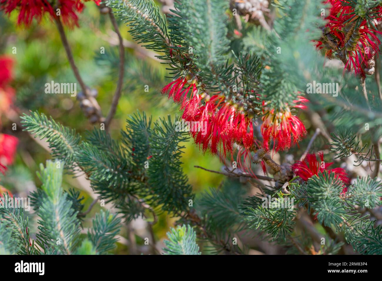 One Sided Bottlebrush o Common Net Bush (Calothamnus quadrifidus) è un arbusto nativo australiano presente naturalmente nel sud-ovest dell'Aust occidentale Foto Stock