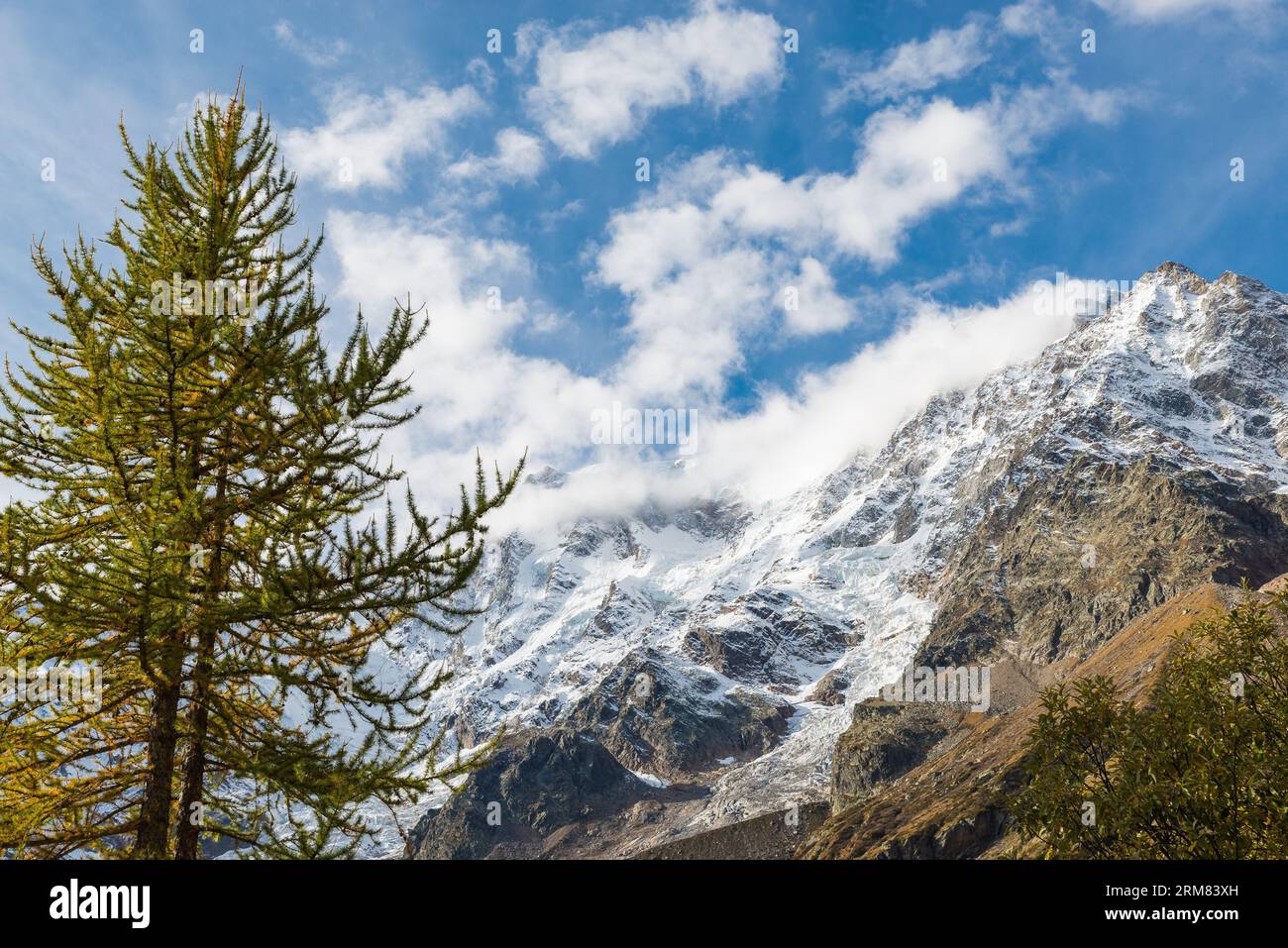 Ai piedi di un ghiacciaio alpino. Monte Rosa (4.634 m) vista dall'Oasi faunistica di Macugnaga, Italia. Sfondo montano con larice e ghiacciaio Foto Stock