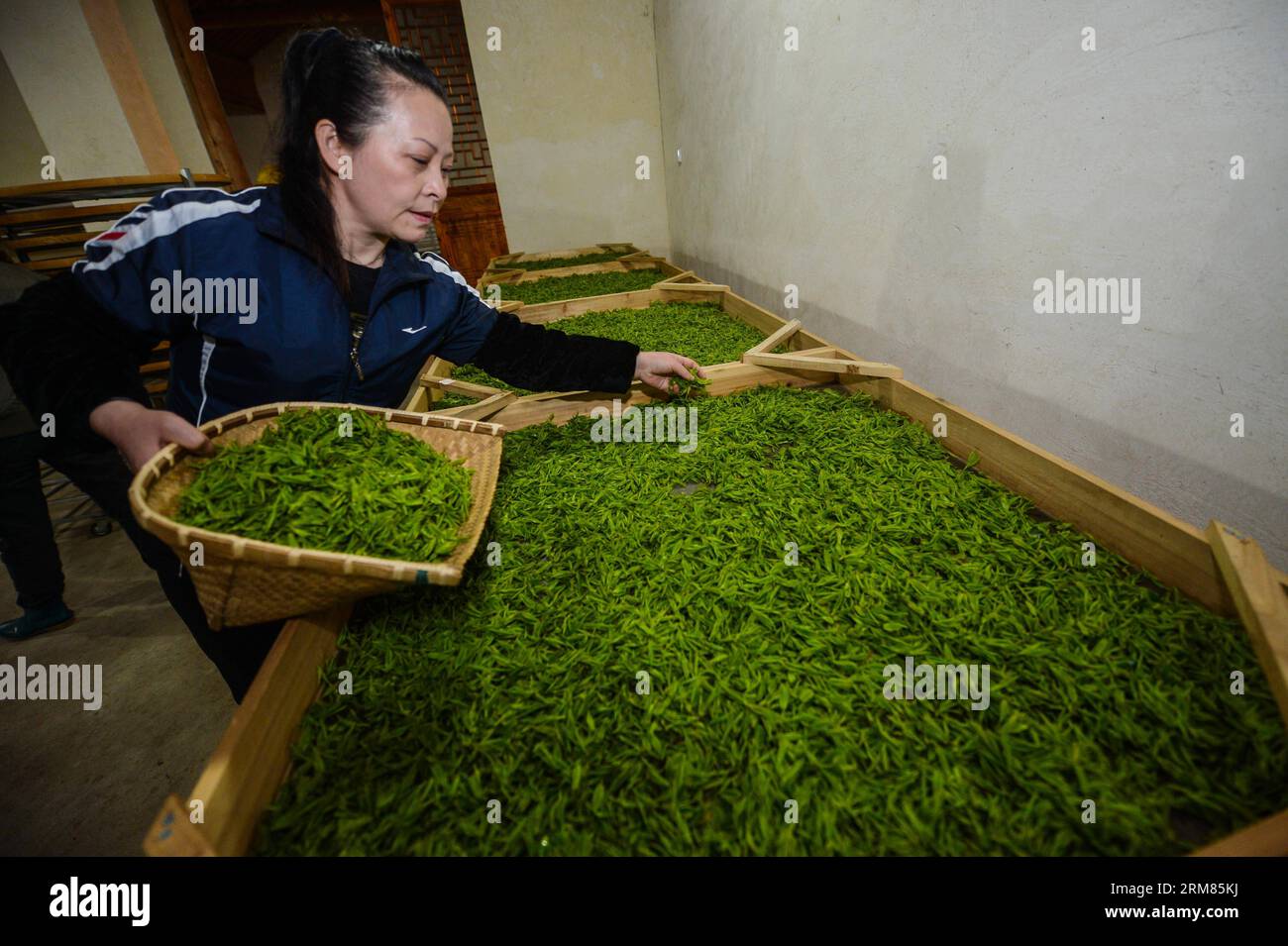 HUZHOU, Un contadino si stabilisce con le foglie di tè appena raccolte in una piantagione di tè nella città di Miaoxi nella città di Huzhou, nella provincia di Zhejiang nella Cina orientale, il 29 marzo 2014. (Xinhua/Xu Yu) (ry) CHINA-ZHEJIANG-TEA PLANTATION (CN) PUBLICATIONxNOTxINxCHN Huzhou a Farmer deposita le foglie di tè appena raccolte IN una piantagione di tè nella città di Huzhou City nella provincia di Zhejiang nella Cina orientale marzo 29 2014 XINHUA Xu Yu Ry China Zhejiang Tea Plantation CN PUBLICATIONXNOTXINXCHN Foto Stock