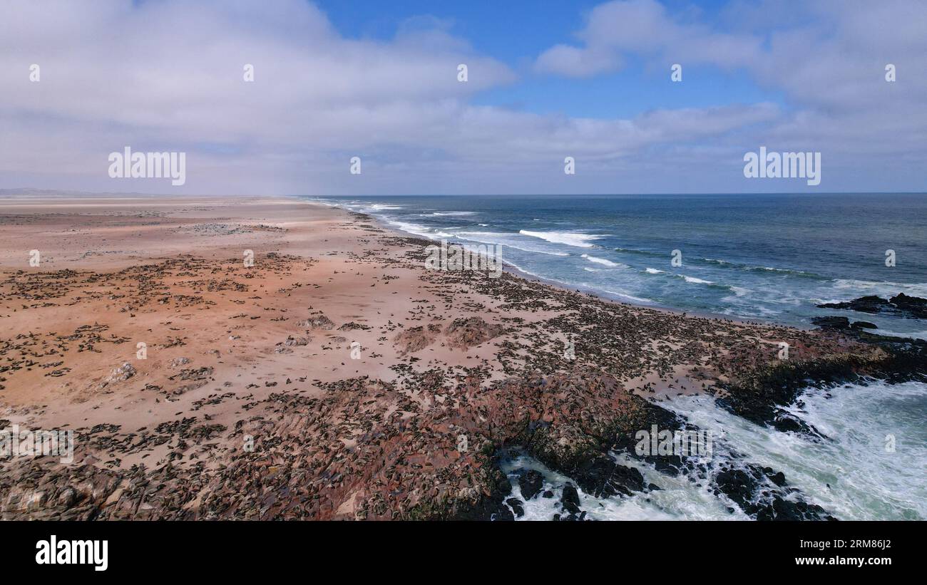 Foca di pelliccia di Capo a Cape Cross - Skeleton Coast - Namibia Foto Stock