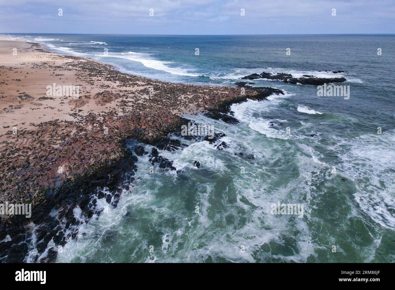 Foca di pelliccia di Capo a Cape Cross - Skeleton Coast - Namibia Foto Stock