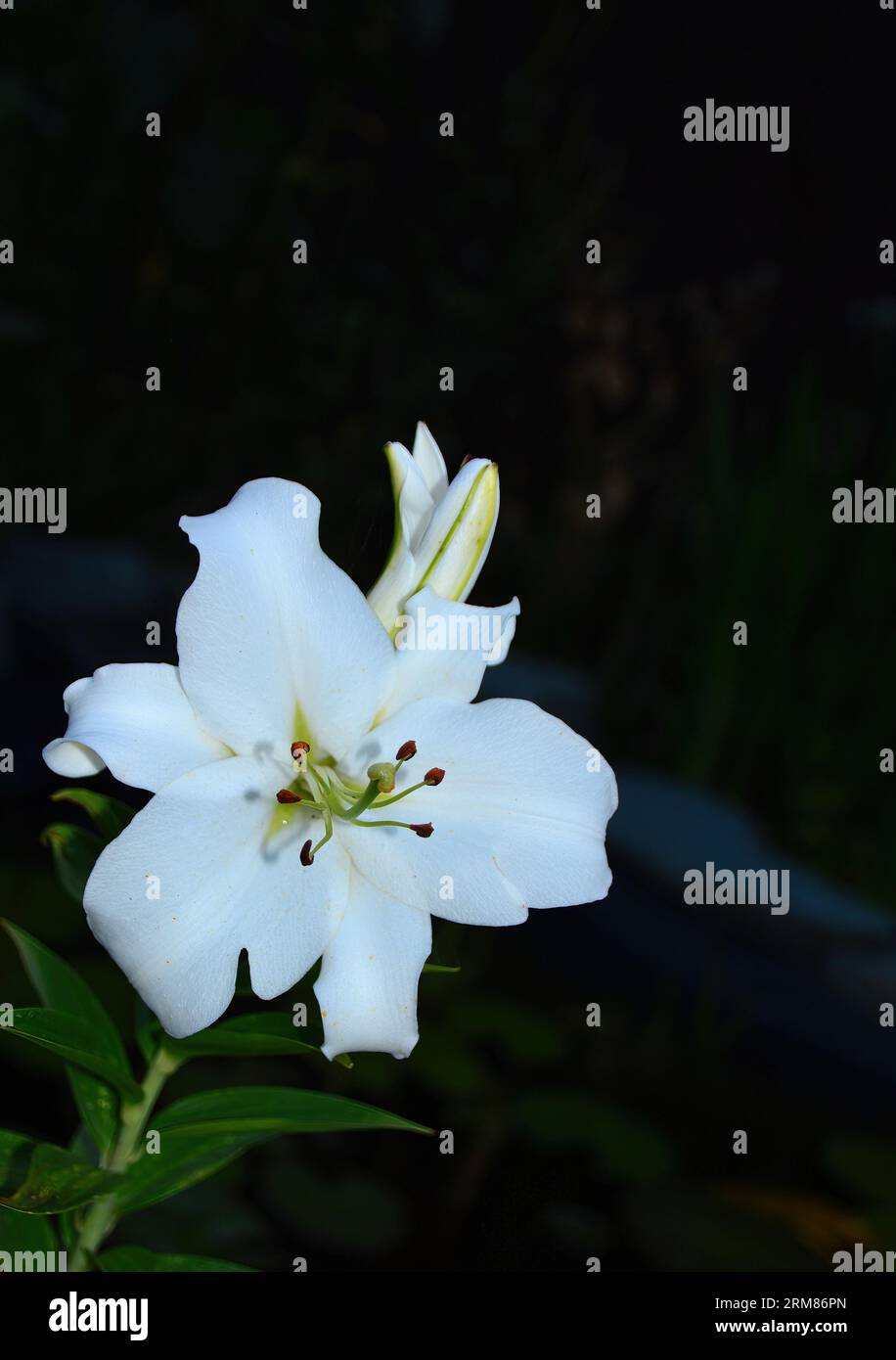 Giglio da giardino in fiore Foto Stock