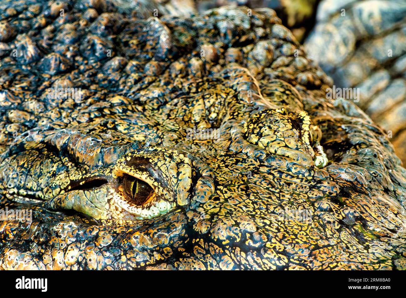 Primo piano di un occhio di un coccodrillo del Nilo (Crocodylus niloticus) Foto Stock