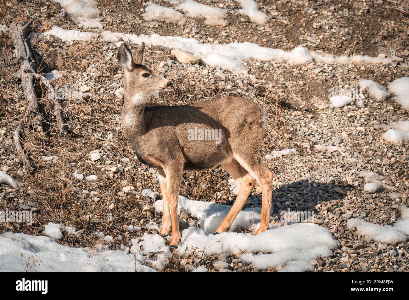 La giovane femmina di cervo bruno pascolano sulle colline e presta attenzione nella natura selvaggia Foto Stock