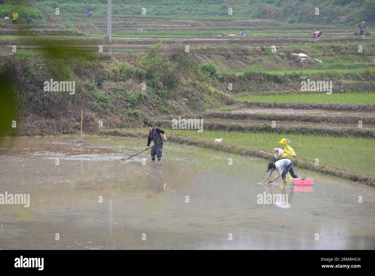 Gli agricoltori trapiantano piantine di riso nel campo nel villaggio Fulai della città di Dongjiang nella città di Hechi, nella regione autonoma del Guangxi Zhuang della Cina sud-occidentale, 15 aprile 2014. Quando il tempo si riscalda, gli agricoltori sono impegnati con l'aratura primaverile. (Xinhua/Zhou Hua) (lfj) CHINA-GUANGXI-HECHI-FARMING (CN) PUBLICATIONxNOTxINxCHN Farmers Plant Rice Seedlings in the Field AT Fulai Village of Dong Jiang Town in City Southwest China S Guangxi Zhuang Autonomous Region 15 aprile 2014 mentre il tempo riscalda gli agricoltori qui sono impegnati con aratura primaverile XINHUA Zhou Hua China Guangxi Farming CN PUBLICATIONxNOTxINCHN Foto Stock