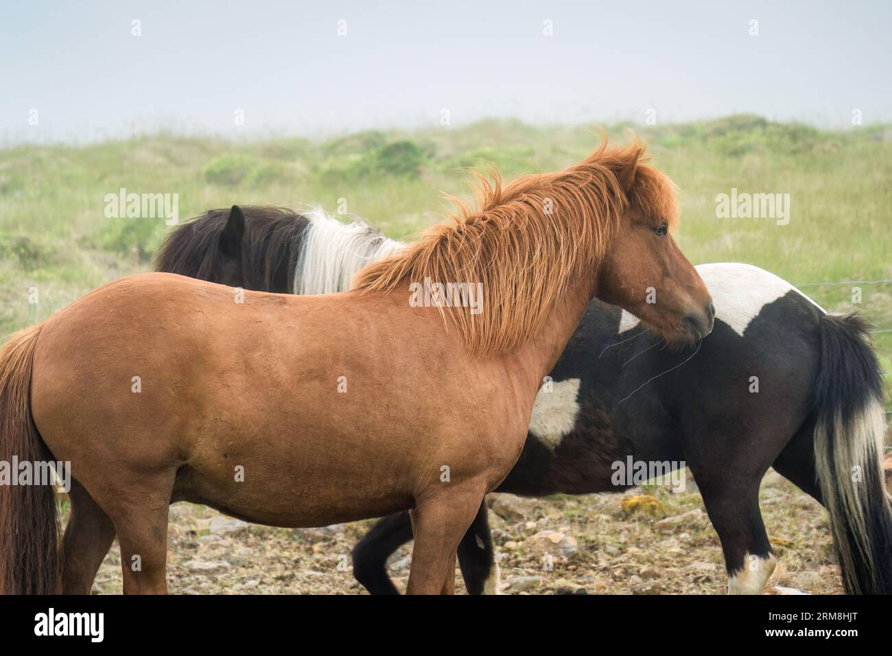 Due cavalli vivono e mostrano affetto l'uno per l'altro in un pascolo nebbioso in Islanda Foto Stock