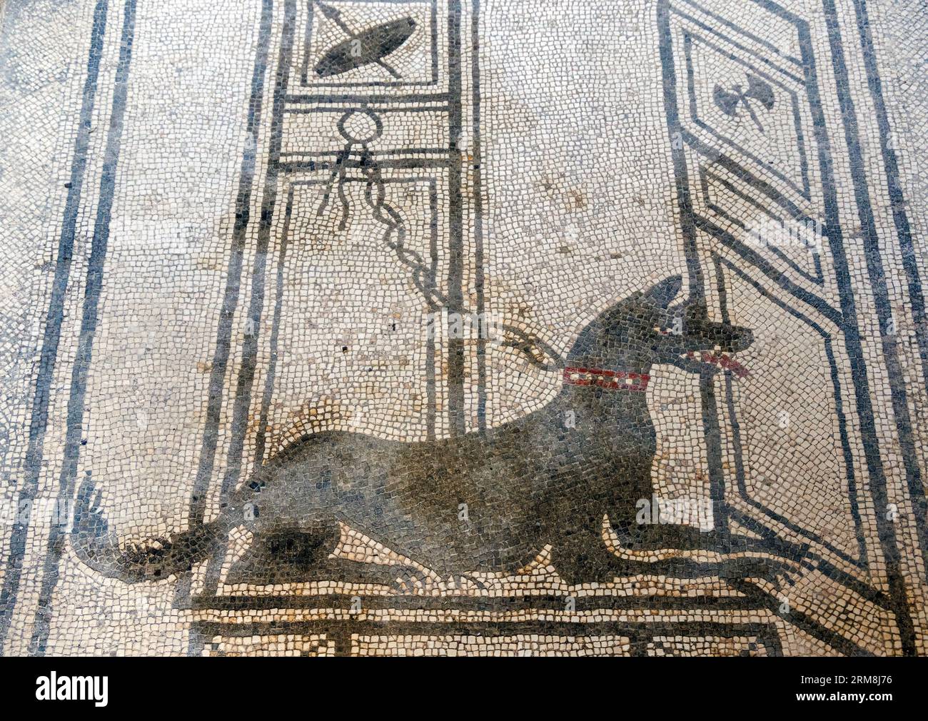 Sito archeologico di Pompei, Campania, Italia. Mosaico di porta di guardia del cane alla Casa di Paquius Proculus. Pompei, Ercolano e Torre Annunziat Foto Stock