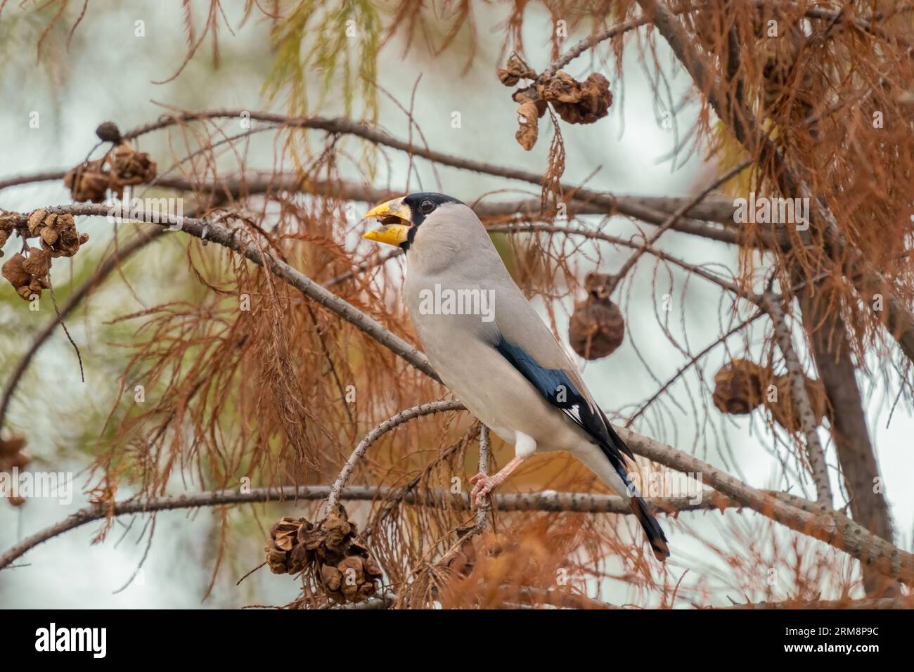 Splendido Grosbeak cinese seduto sul ramo e mangiando cibo in una soleggiata giornata estiva in Cina Foto Stock