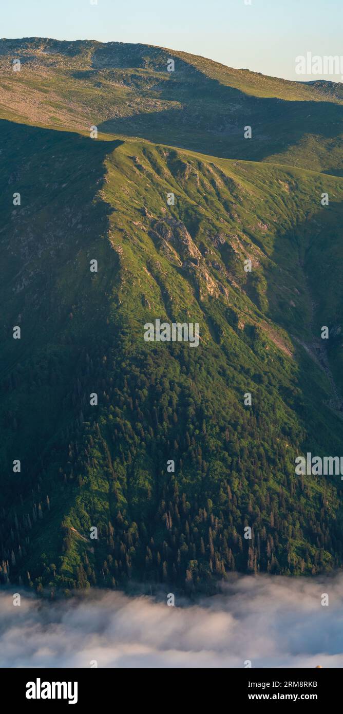 La nebbia è un pendio montano boscoso in una bassa valle con sagome di conifere sempreverdi Foto Stock