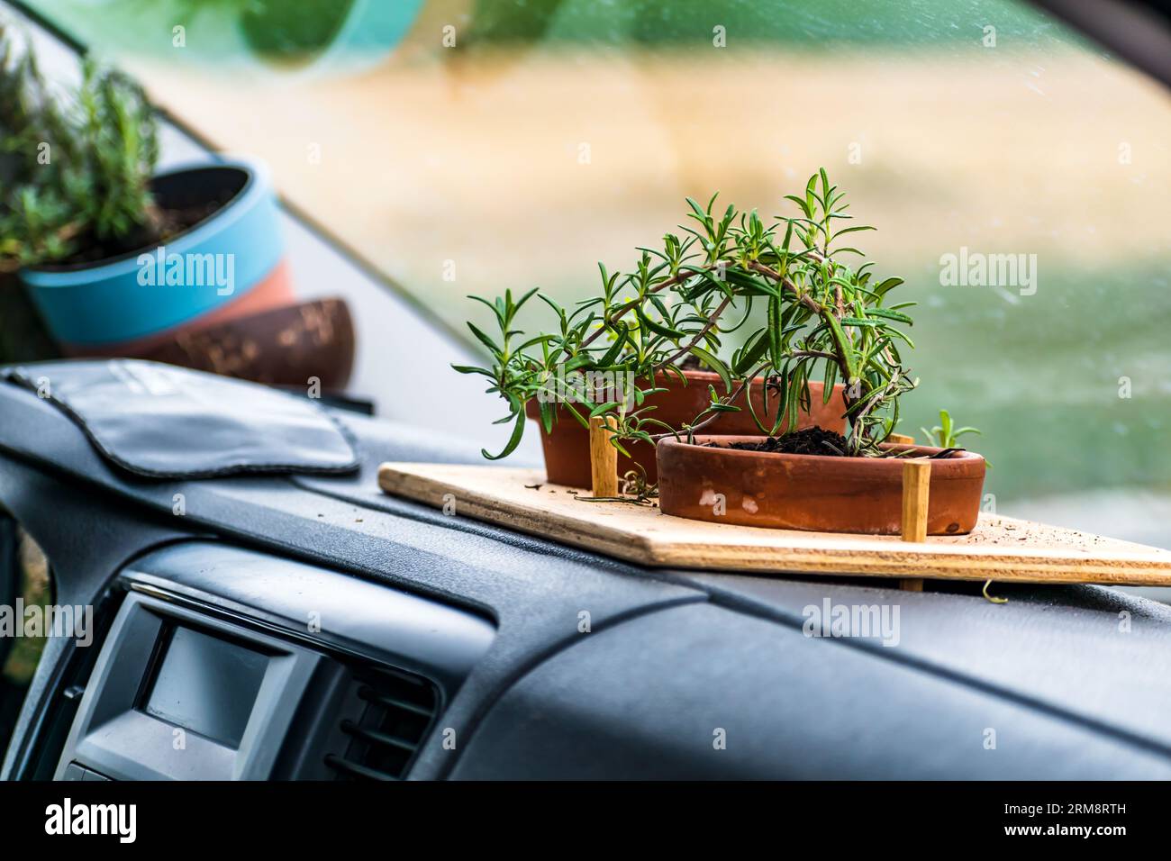 Impianto in vaso all'interno di un'auto, stile di vita unico, decorazione fatta in casa Foto Stock