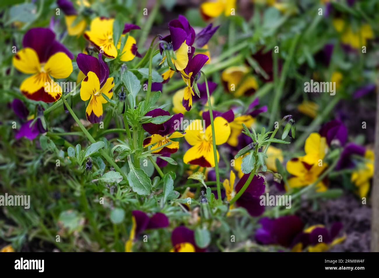 fiori gialli e viola con piccoli fiori Foto Stock