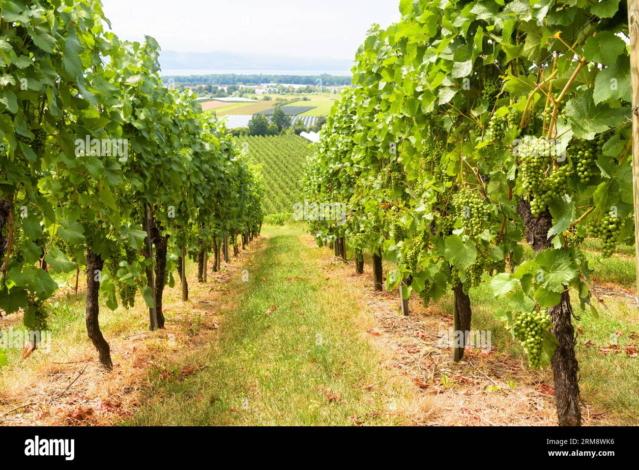 Filari vigneto che si affacciano sul campo d'uva, azienda vinicola in valle. Piantagione di vite verde in estate. Concetto di viticoltura, cantina, vinificazione e turismo. P. Foto Stock