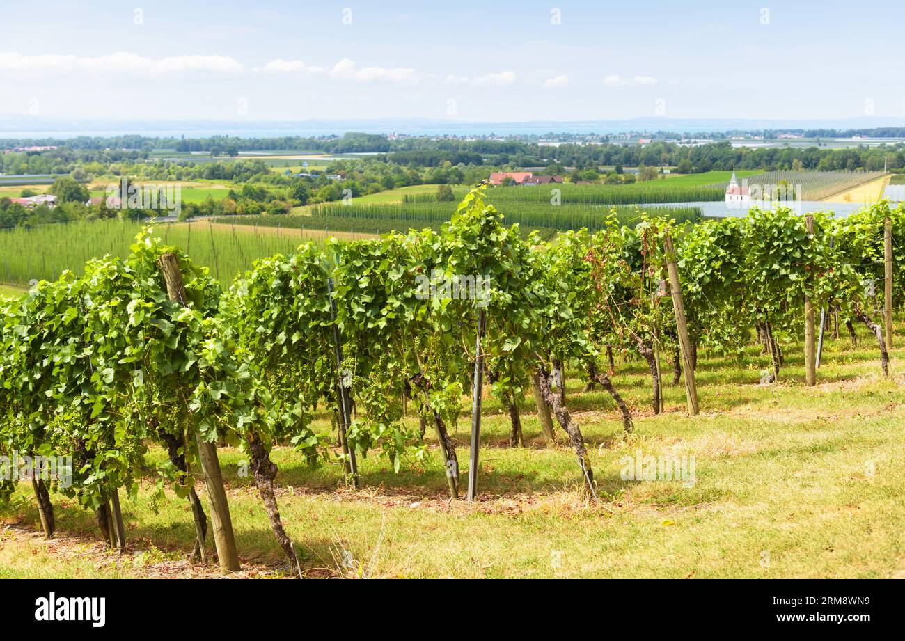 Paesaggio con filari di vigneti su un campo di uva, azienda vinicola nella valle. Piantagione di vite verde in estate. Concetto di viticoltura, cantina, vinificazione e tour Foto Stock