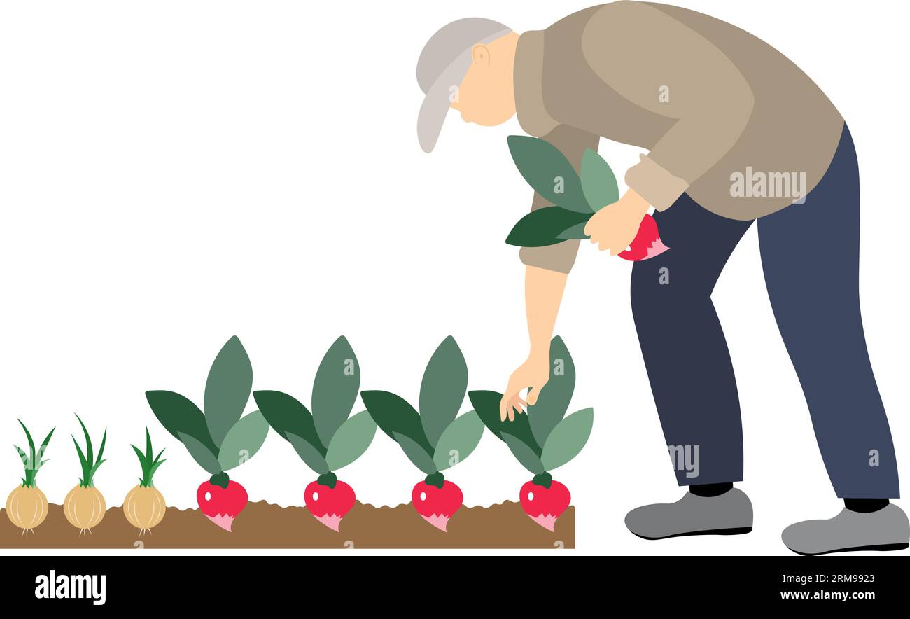 Raccolto vegetale. La gente sta raccogliendo. Un uomo raccoglie i raggiri dal giardino, è impegnato in agricoltura. Giardinaggio e cura delle piante. Vitello piatto Illustrazione Vettoriale