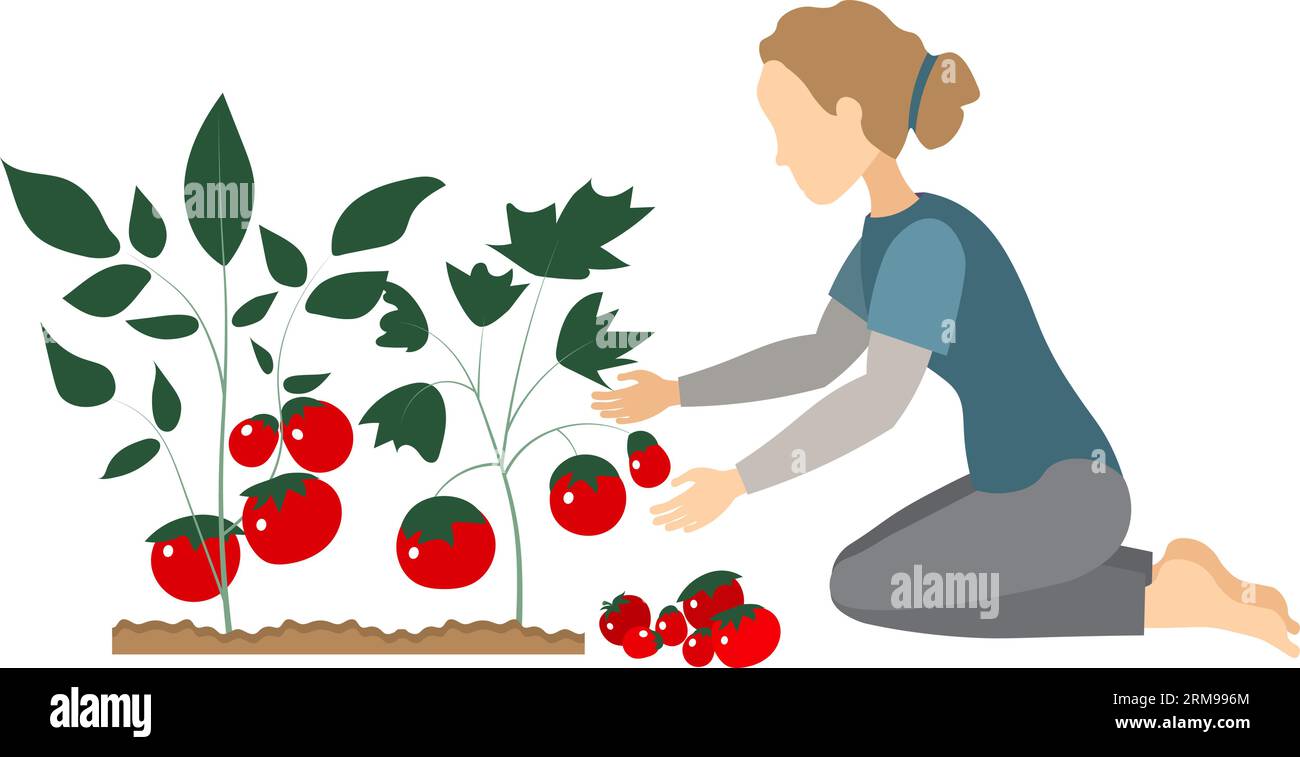 Raccolto vegetale. La gente sta raccogliendo. Una donna raccoglie pomodori rossi, è impegnata in agricoltura. Giardinaggio e cura delle piante. Vettore di stile piatto. Illustrazione Vettoriale