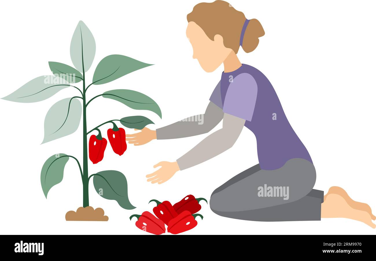 Raccolto vegetale. La gente sta raccogliendo. Una donna raccoglie pepe rosso, è impegnata in agricoltura. Giardinaggio e cura delle piante. Vettore di stile piatto. Illustrazione Vettoriale
