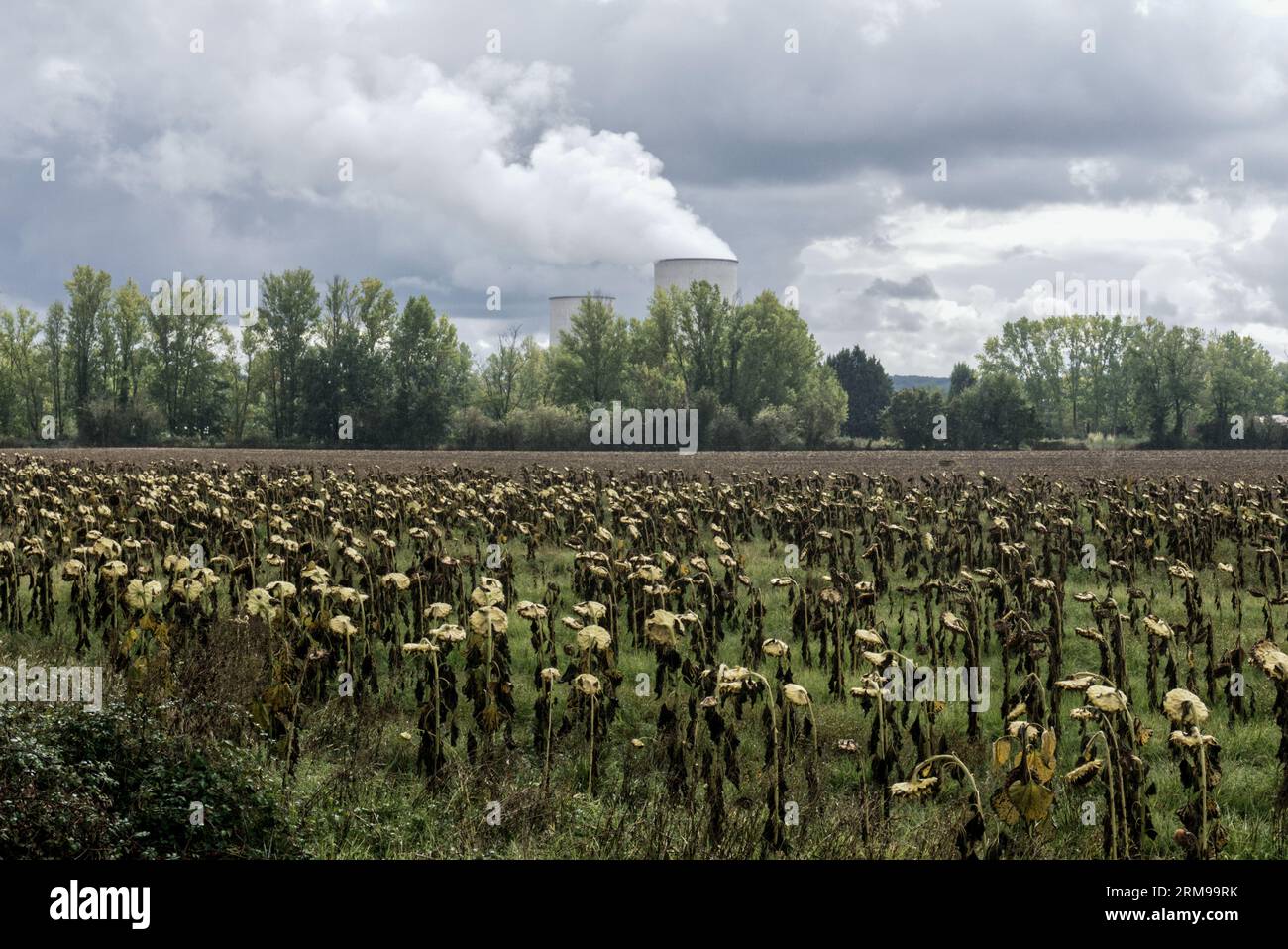 Girasoli morti di fronte a una centrale nucleare da qualche parte in Francia. Sky è buio e drammatico. Spazio per il copyright disponibile. Foto Stock