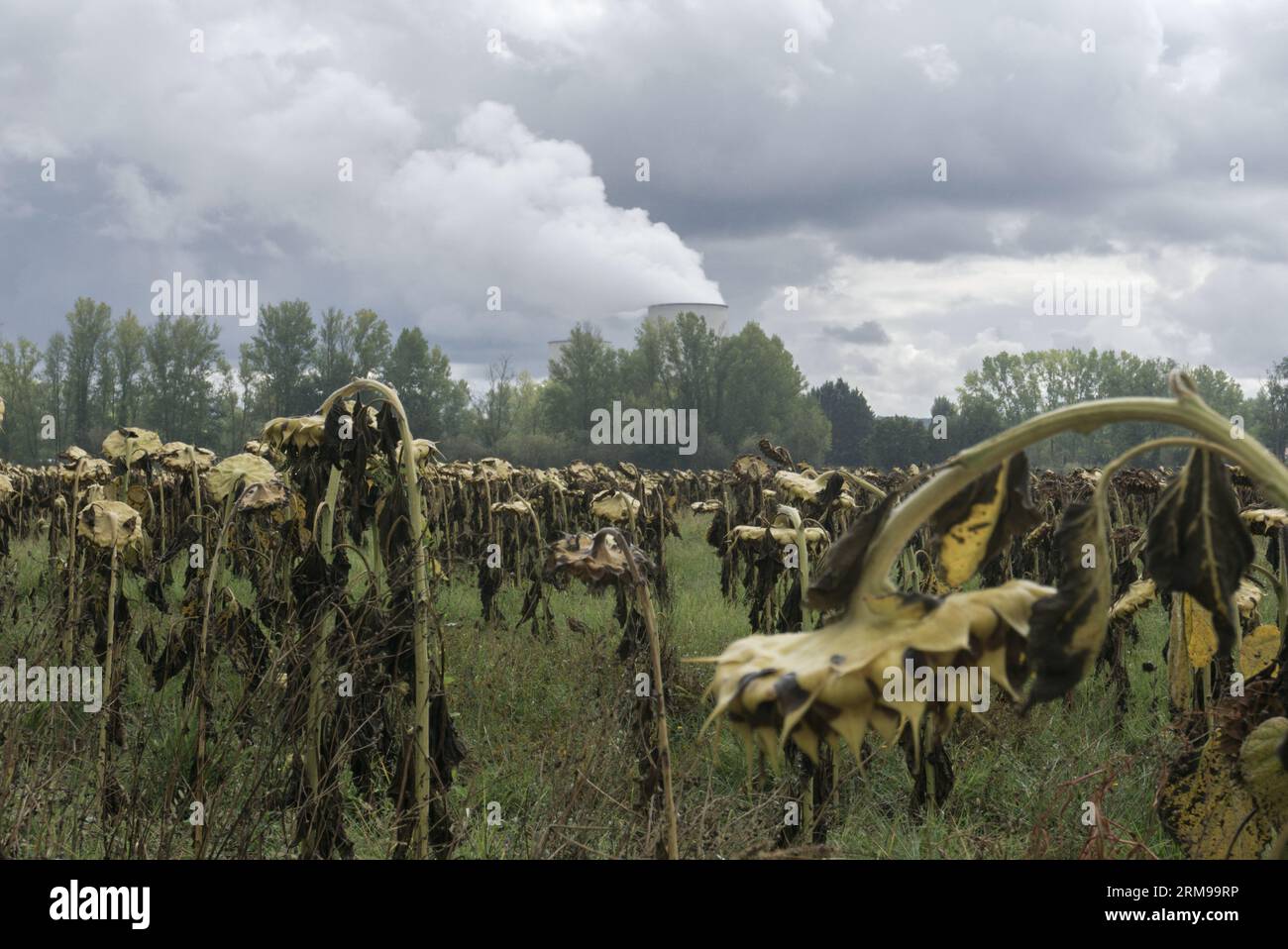 Girasoli morti di fronte a una centrale nucleare da qualche parte in Francia. Sky è buio e drammatico. Spazio per il copyright disponibile. Foto Stock