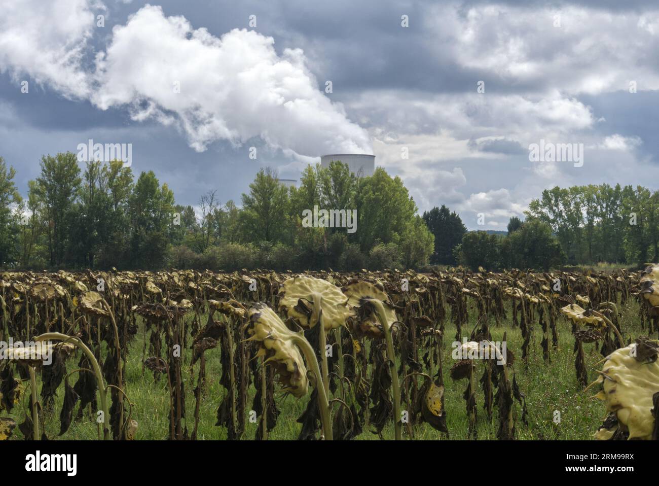 Girasoli morti di fronte a una centrale nucleare da qualche parte in Francia. Sky è buio e drammatico. Spazio per il copyright disponibile. Foto Stock