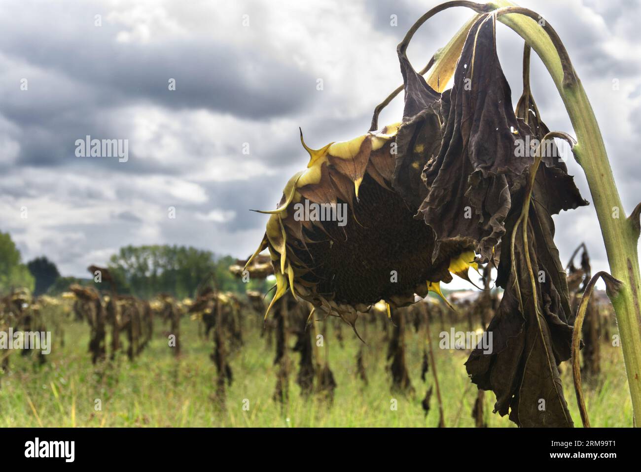 Girasoli morti di fronte a una centrale nucleare da qualche parte in Francia. Sky è buio e drammatico. Spazio per il copyright disponibile. Foto Stock